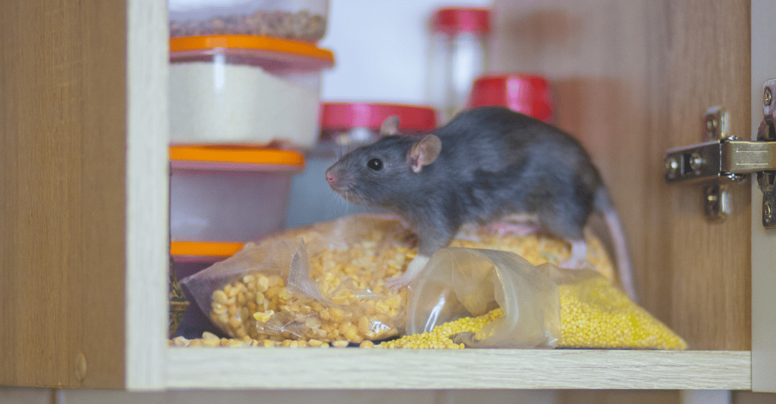 A black rat with shiny, beady eyes sits on a rusted metal pipe, with a large metal valve in the background. The scene is dimly lit, highlighting the rat's features.