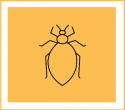 Bed Bug Infestations