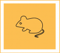 Rodent Infestations